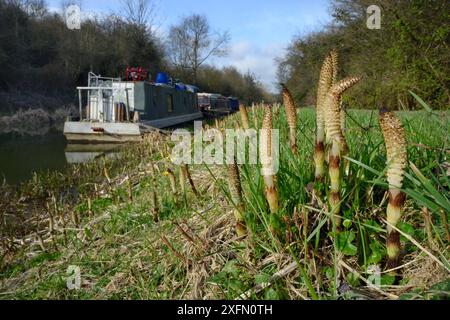 Stand der großen Schachtelhalm (Equisteum Telmateia) Spore Kegel aus Kanalufer, Bathampton, Bad und nordöstlichen Somerset, UK, März. Stockfoto