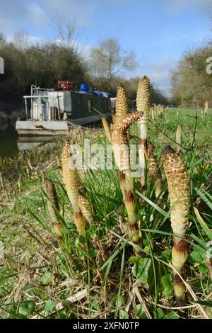 Stand der großen Schachtelhalm (Equisteum Telmateia) Spore Kegel aus Kanalufer, Bathampton, Bad und nordöstlichen Somerset, UK, März. Stockfoto