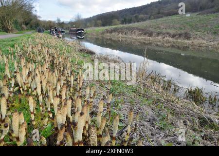 Dichten Stand der großen Schachtelhalm (Equisteum Telmateia) Spore Kegel aus Kanalufer, Bathampton, Bad und nordöstlichen Somerset, UK, März. Stockfoto