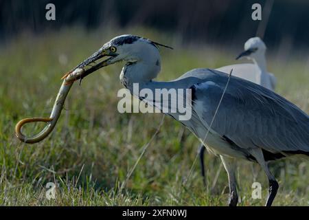 Graureiher (Ardea cinerea) Fütterung von Europäischem Aal (Anguilla anguilla), Marais Breton, VendÃ, Frankreich, Januar. Stockfoto