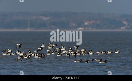Eurasische Austernfänger (Haematopus ostralegus) Herde, die abhebt, Marais Breton, VendÃ, Frankreich, Januar. Stockfoto