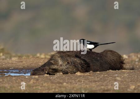 Eurasische Elster (Pica pica), die Kadaver von Ebern fressen, Sierra de Guadarrama, Spanien, Januar. Stockfoto