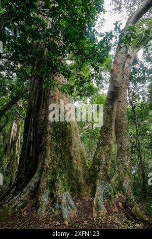 Strangler-Feige wächst über dem Eiskiefer (Araucaria cunninghamii) im Regenwald am Morans Falls Track, Green Mountains, Lamington National Park, Regenwälder von Australien, UNESCO-Weltkulturerbe, Queensland, Australien Stockfoto