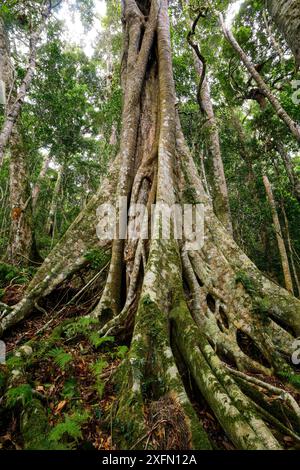 Strangler-Feige (Ficus sp) wächst über dem Baumstamm (Araucaria cunninghamii) im Regenwald am Morans Falls Track, Green Mountains, Lamington National Park, Regenwälder Australiens, UNESCO-Weltkulturerbe, Queensland, Australien Stockfoto