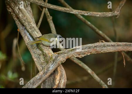 Lewin's Honeyeater (Meliphaga lewinii) thront, Regenwald der Green Mountains, Lamington National Park, Regenwälder Australiens UNESCO-Weltkulturerbe, Queensland, Australien Stockfoto