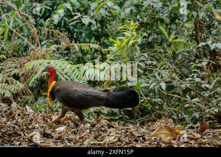 Australian Brush-turkey (Alectura lathami), männliche Graben nach Nahrung auf dem Waldboden, Green Mountains Regenwald, Lamington National Park, Regenwälder von Australien UNESCO-Weltkulturerbe, Queensland, Australien Stockfoto