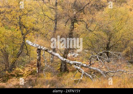 Silberbirken (Betula pendula) und umgefallene Bäume im Herbst, Creag Meagaidh National Nature Reserve, Schottland, Großbritannien, Oktober 2016. Stockfoto