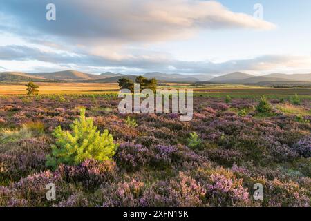 Schottenkiefer (Pinus sylvestris) Setzlinge im Heidekraut-Moor mit blühender Ling/gemeiner Heidekraut (Calluna vulgaris), im Abendlicht, Cairngorms National Park, Schottland, Vereinigtes Königreich, September 2016. Stockfoto