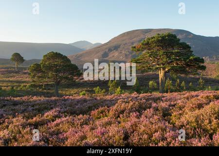 Kiefern (Pinus sylvestris) und blühendes Heidekraut Moorland im Morgenlicht, Cairngorms National Park, Schottland, Großbritannien, August 2016. Stockfoto