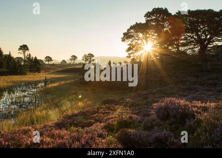 Pinus sylvestris und blühendes Heidekraut Moorland bei Sonnenaufgang, Abernethy, Cairngorms National Park, August 2016. Stockfoto