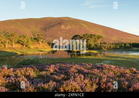 Blühendes gemeines Heidekraut / Ling (Calluna vulgaris) mit Kiefern (Pinus sylvestris) und Meall a' Bhuachaille im Hintergrund. Im Morgenlicht, Abernethy, Cairngorms National Park, Schottland, Vereinigtes Königreich, August 2016. Stockfoto