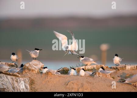Sandwichseeschwalbe (Sterna sandvicensis), Zuchtkolonie St. John's Pool Bird Reserve, Thurso, Caithness, Schottland, Vereinigtes Königreich, Mai. Stockfoto