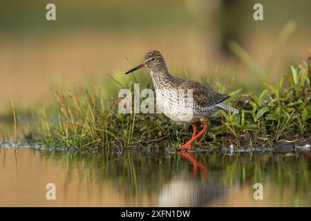 Rotschenkel (Tringa totanus) am Rande des Wassers, St. John's Pool Bird Reserve, Thurso, Caithness, Schottland, Vereinigtes Königreich, Mai. Stockfoto