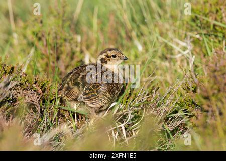 Huhn (Lagopus lagopus scoticus) Küken auf Moorland, Schottland, Vereinigtes Königreich, Juni. Stockfoto