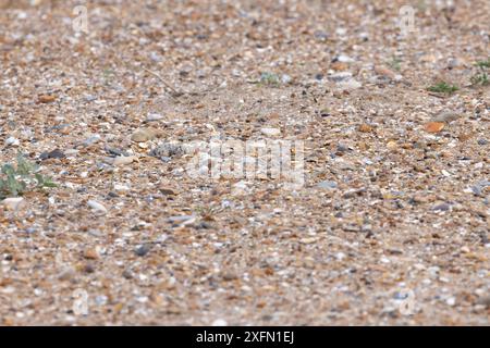 Austernfänger (Haematopus ostralegus) Eier Nestschindel Norfolk Juni 2024 Stockfoto