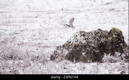 Curlew (Numenius arquata) startet vom Felsen in winterlichem Moorland-Habitat, Schottland, Großbritannien, April. Stockfoto