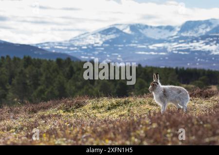 Berghase (Lepus timidus) auf allen Vieren im Hochland mit Wald und Berg im Hintergrund, Deeside, Cairngorms National Park, Schottland, Vereinigtes Königreich, März 2016. Stockfoto