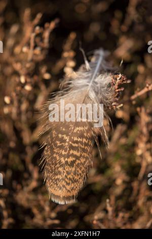 Birkhühner (Lagopus lagopus scoticus), Federn auf Heidekraut, Cairngorms National Park, Schottland, Großbritannien, März. Stockfoto
