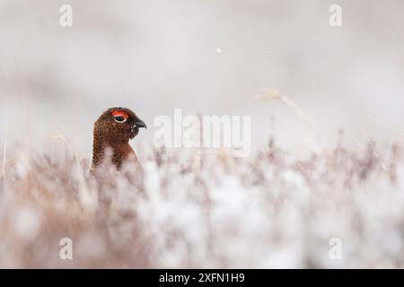Rothühner (Lagopus lagopus scoticus) männlich unter schneebedecktem Heidekraut, Schottland, Großbritannien, April. Stockfoto