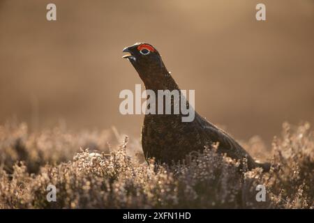 Birkhühner (Lagopus lagopus scoticus), männlich unter Heidekraut, Schottland, Vereinigtes Königreich, März. Stockfoto