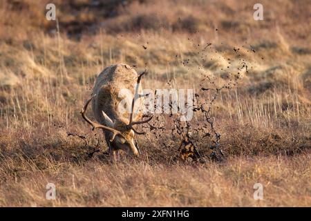 Rothirsch (Cervus elaphus) Hirsch mit Geweih, um Schlammwalze während der Furche zu erzeugen, Schottland, Großbritannien, Februar. Sequenz 3 von 4. Stockfoto