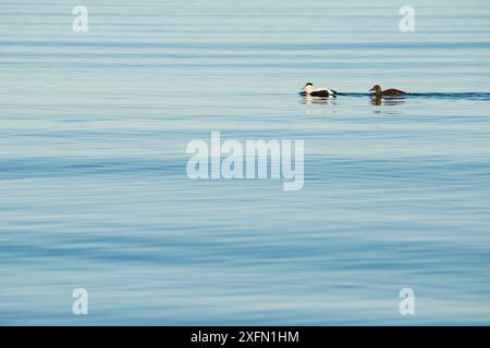 Eiderenten-Paar (Somateria mollissima) auf ruhigem Wasser in der Mündung, Schottland, Großbritannien, März. Stockfoto