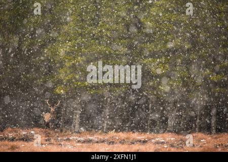 Rothirsch (Cervus elaphus) Hirsch am Waldrand in starkem Schnee, Schottland, Großbritannien, Februar. Stockfoto