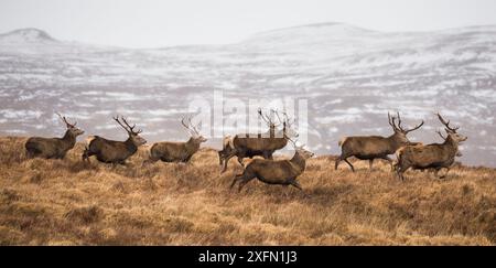 Rotwild (Cervus elaphus), die in Herden über Moorgebiete laufen, Februar. Stockfoto