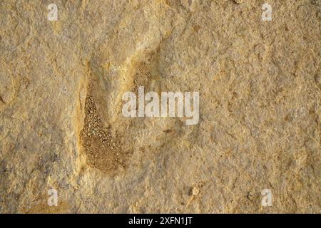 Nahaufnahme einer Fossilienspur oder Ichnit, Tridactyl-Fußabdruck, der auf dem Felsen versteinert ist Stockfoto