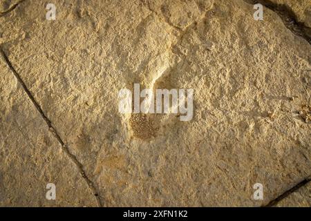 Nahaufnahme einer Fossilienspur oder Ichnit, Tridactyl-Fußabdruck, der auf dem Felsen versteinert ist Stockfoto
