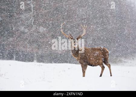 Rothirsch (Cervus elaphus) Hirsch in starkem Schnee, Schottland, Großbritannien, Februar. Stockfoto