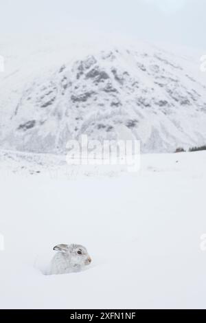 Berghase (Lepus timidus) sitzt in einem Schneeloch mit schneebedecktem Berg im Hintergrund, Schottland, Großbritannien, Februar. Stockfoto