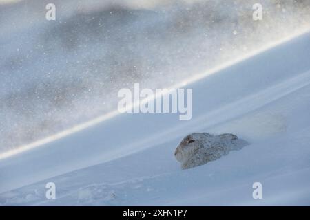 Berghase (Lepus timidus) sitzt im Schneehaus während eines Schneesturms, Schottland, Großbritannien, Februar. Stockfoto