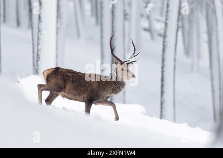 Rothirsch (Cervus elaphus) Hirsch spazieren in schneebedeckten Kiefernwäldern, Cairngorms, Schottland, Großbritannien, Dezember. Stockfoto