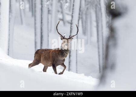 Hirschhirsch (Cervus elaphus) in schneebedeckten Kiefernwäldern, Cairngorms, Schottland, Großbritannien, Dezember. Stockfoto