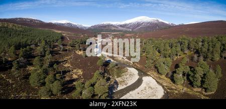 Kiefern neben Quoich Water mit Ohr-Chor Sneachdach, Coire Gorm und Carn Allt na Beinne im Hintergrund. Glen Quoich, Mar Lodge Estate, Deeside, Cairngorms National Park, Schottland, Großbritannien, März 2017. Stockfoto
