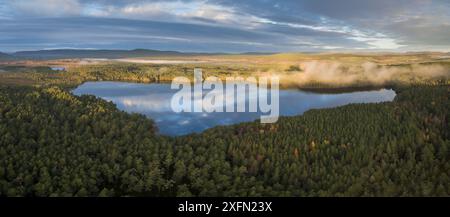 Gemeine Kiefer (Pinus sylvestris) Wald rund um Loch Garten im Morgenlicht, Abernethy Wald, Cairngorms National Park, Schottland, UK, August 2016. Stockfoto