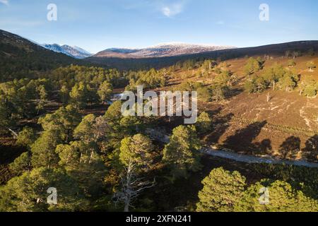 Kiefern neben Derry Burn in Glen Derry, Mar Lodge Estate, Deeside, Cairngorms National Park, Schottland, Großbritannien, März 2017. Stockfoto