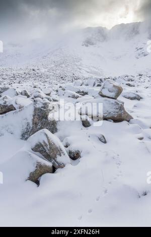 Ptarmigan (Lagopus mutus) Strecken, die durch ein Felsfeld im Cairngorms National Park, Schottland, Großbritannien, März 2017 führen. Stockfoto