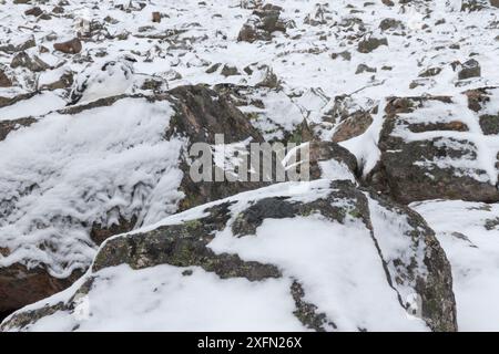 Ptarmigan (Lagopus mutus) männlich gut getarnt zwischen schneebedeckten Felsbrocken, Cairngorms National Park, Schottland, Großbritannien, Februar. Stockfoto