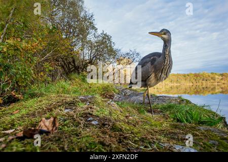 Graureiher (Ardea cinerea) am Rande von Loch, Schottland, Großbritannien, Oktober. Stockfoto