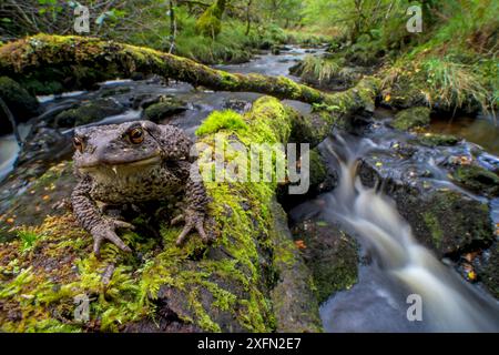 Kröte (Bufo bufo) auf umgestürzten Bäumen über dem Fluss, Atlantischer Regenwald, Glen Nant, Schottland, Vereinigtes Königreich, September. Stockfoto