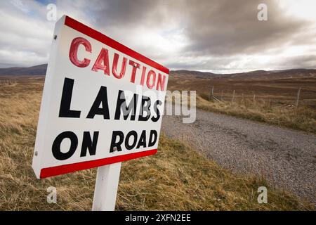 Schild Warnung vor Lämmern/Schafen auf der Straße, Sutherland, Schottland, Großbritannien Stockfoto