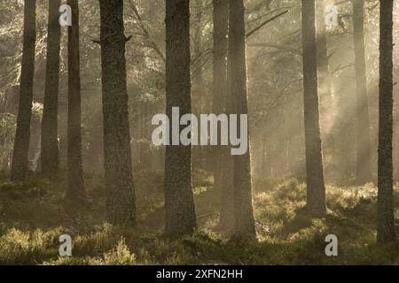 Kiefernwald (Pinus sylvestris) mit Sonnenfilterung durch Nebel, Alvie Estate, Kincraig, Cairngorms National Park, Schottland, Großbritannien, Juni Stockfoto