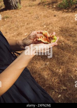 Frauenhände öffnen eine reife Feige, die ihr rotes saftiges Fleisch zeigt. Vertikale Nahaufnahme. Stockfoto