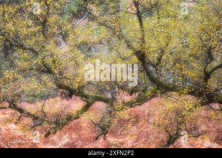 Silberbirke (Betula pendula) im Herbst, Beinn Eighe National Nature Reserve, Wester Ross, Schottland, Großbritannien, Oktober. Stockfoto