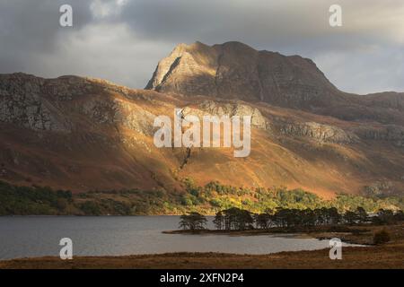 Row of Scots Kiefer (Pinus sylvestris) am Ufer des Loch Maree mit Slioch im Hintergrund, Benn Eighe National Nature Reserve, Wester Ross, Schottland, Oktober 2016. Stockfoto