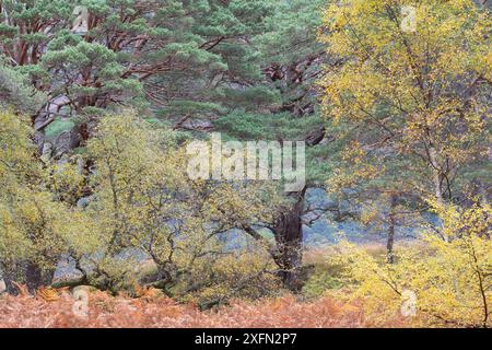 Mischwald aus Silberbirken (Betula pendula) und Kiefer (Pinus sylvestris), Beinn Eighe National Nature Reserve, Wester Ross, Schottland, Oktober. Stockfoto