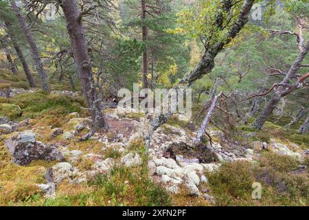 Gemischte einheimische Wälder im Herbst, Allt Ruadh, Glenfeshie, Cairngorms National Park, Schottland, UK, Oktober. Stockfoto