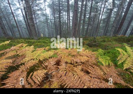 Kiefernwald (Pinus sylvestris) mit Bracken (Pteridium aquilinum) Bodenflora im Herbst, Glenfeshie, Cairngorms National Park, Schottland, Vereinigtes Königreich, Oktober. Stockfoto
